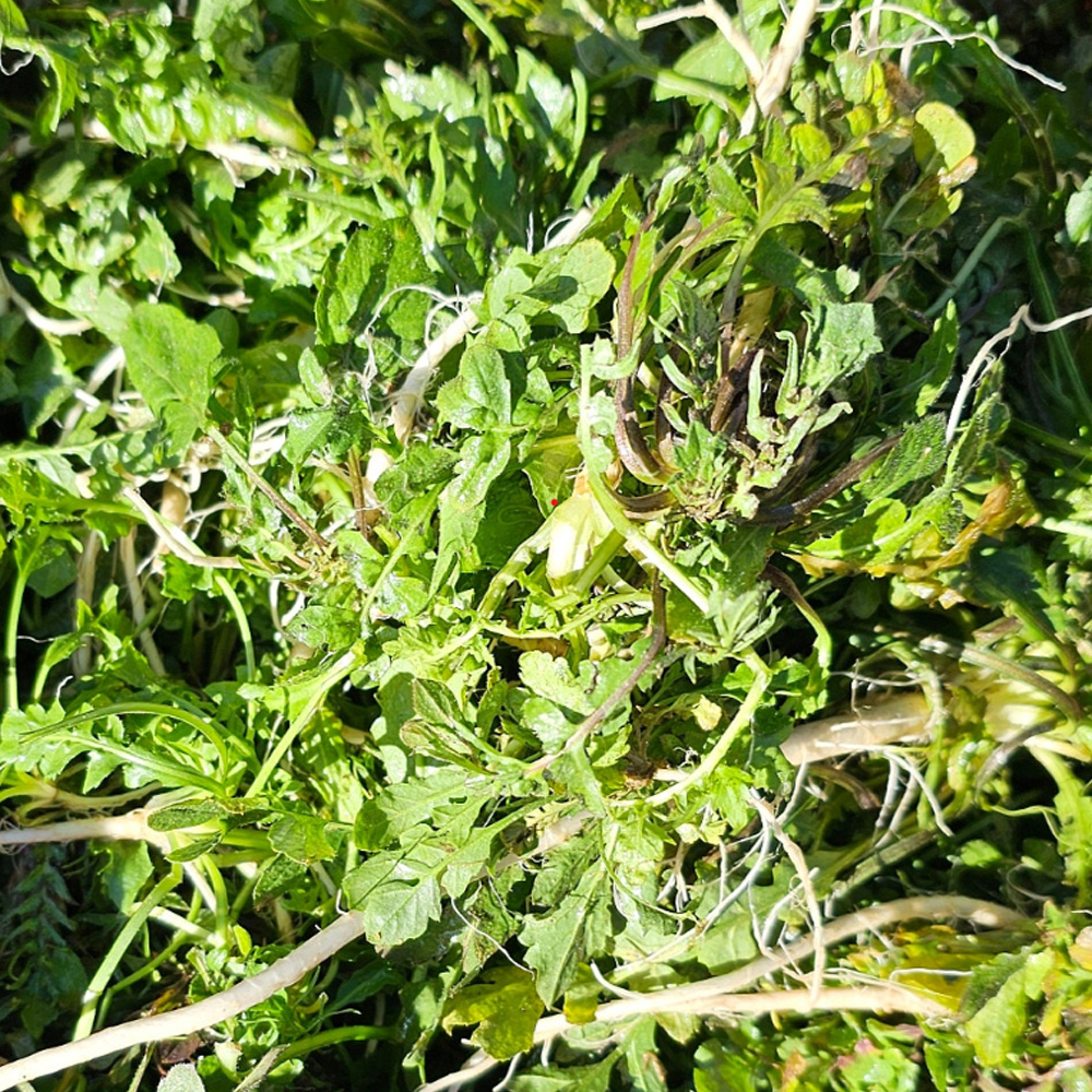 향기 진한 국산 세척한 냉이(특품 1kg)