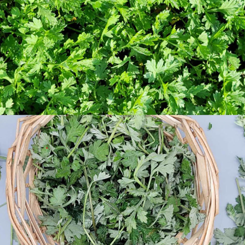 특품 국산 생쑥 1kg 내외