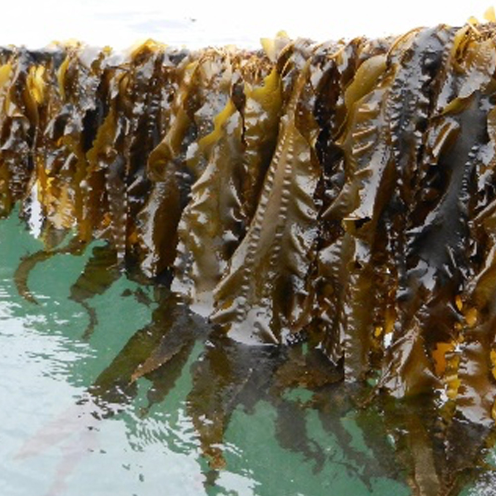 완도산 햇 생미역(물미역) 2kg