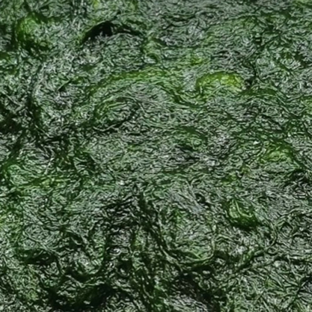 매생이 주산지 장흥 햇 찰매생이 특품(개별진공포장 2재기, 재기당 380~400g 3~4인용)