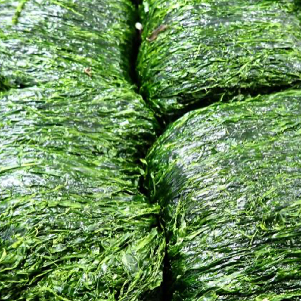 완도산 햇 생파래(물파래) 2kg