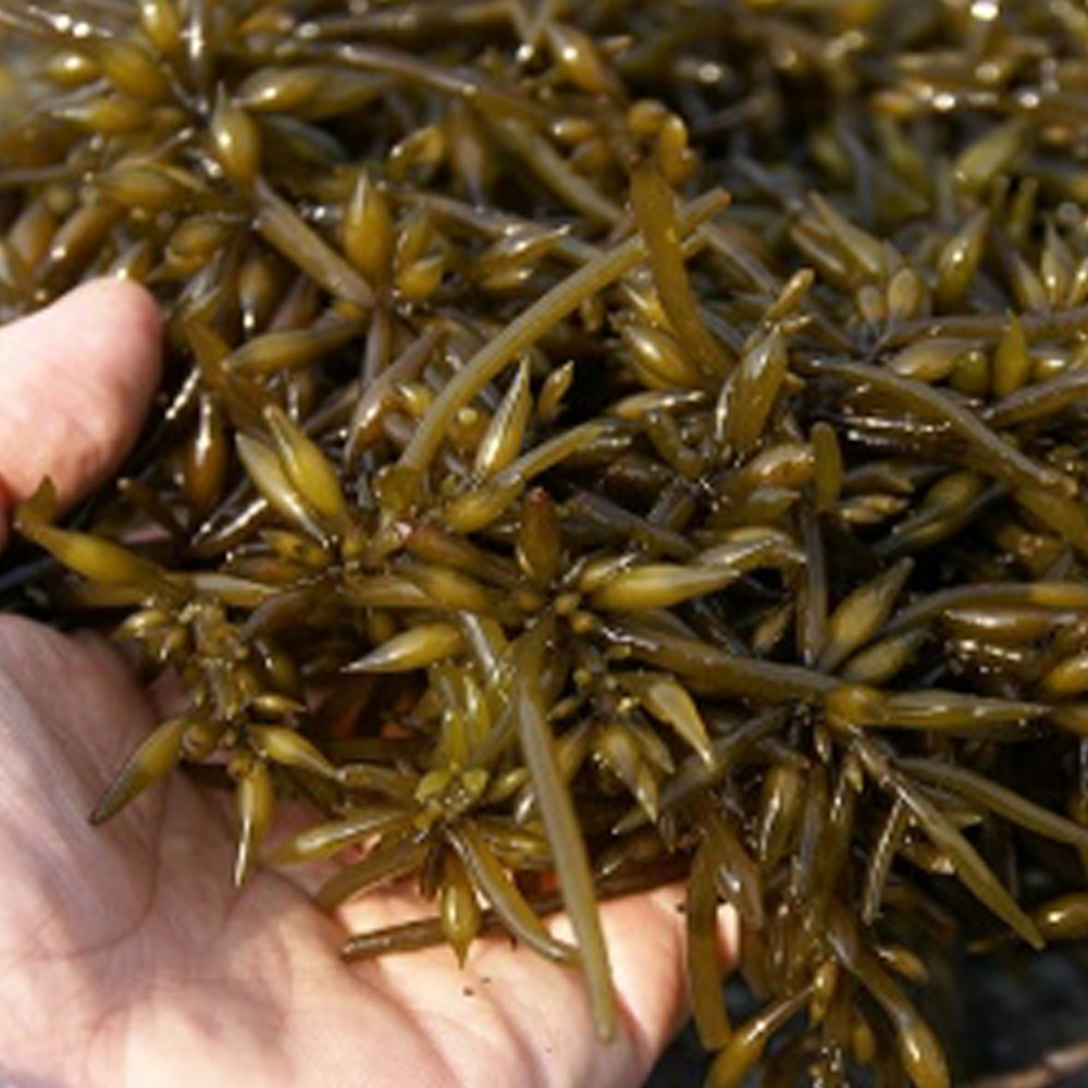 완도산 햇 생톳 2kg