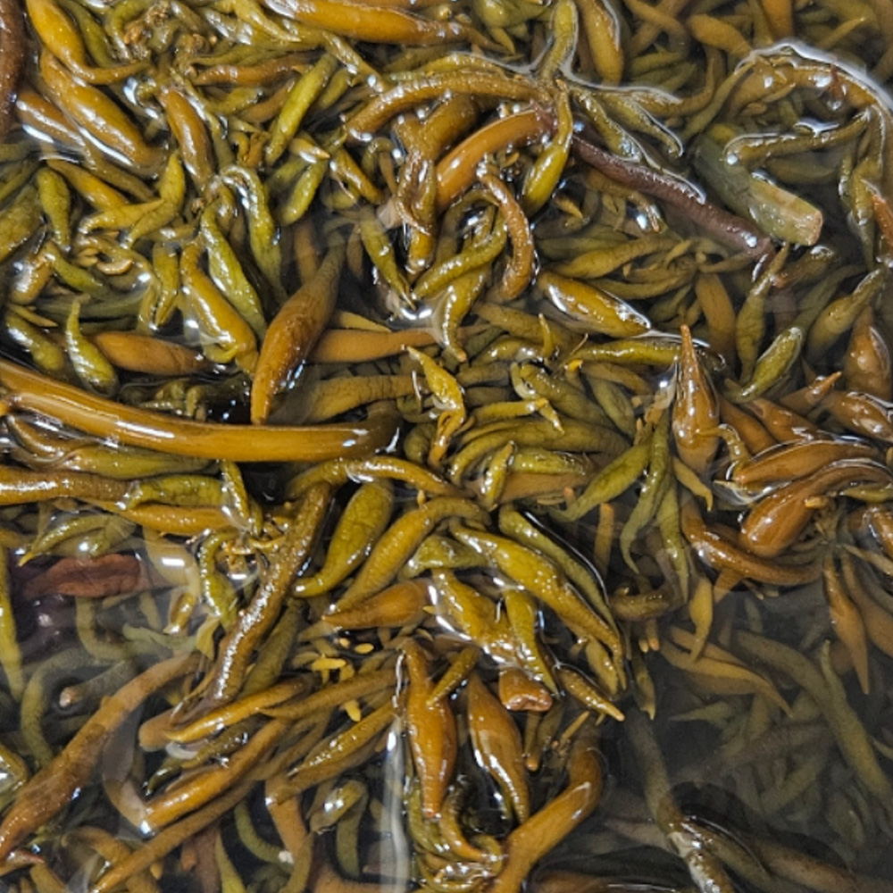 완도산 특품 염장 톳 4kg