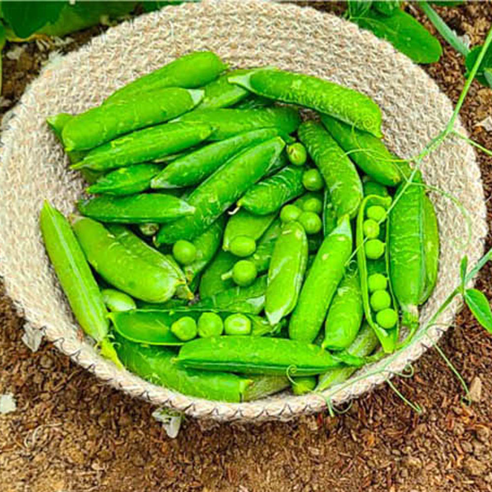 생완두콩 500g (특품/꽁깍지포함)