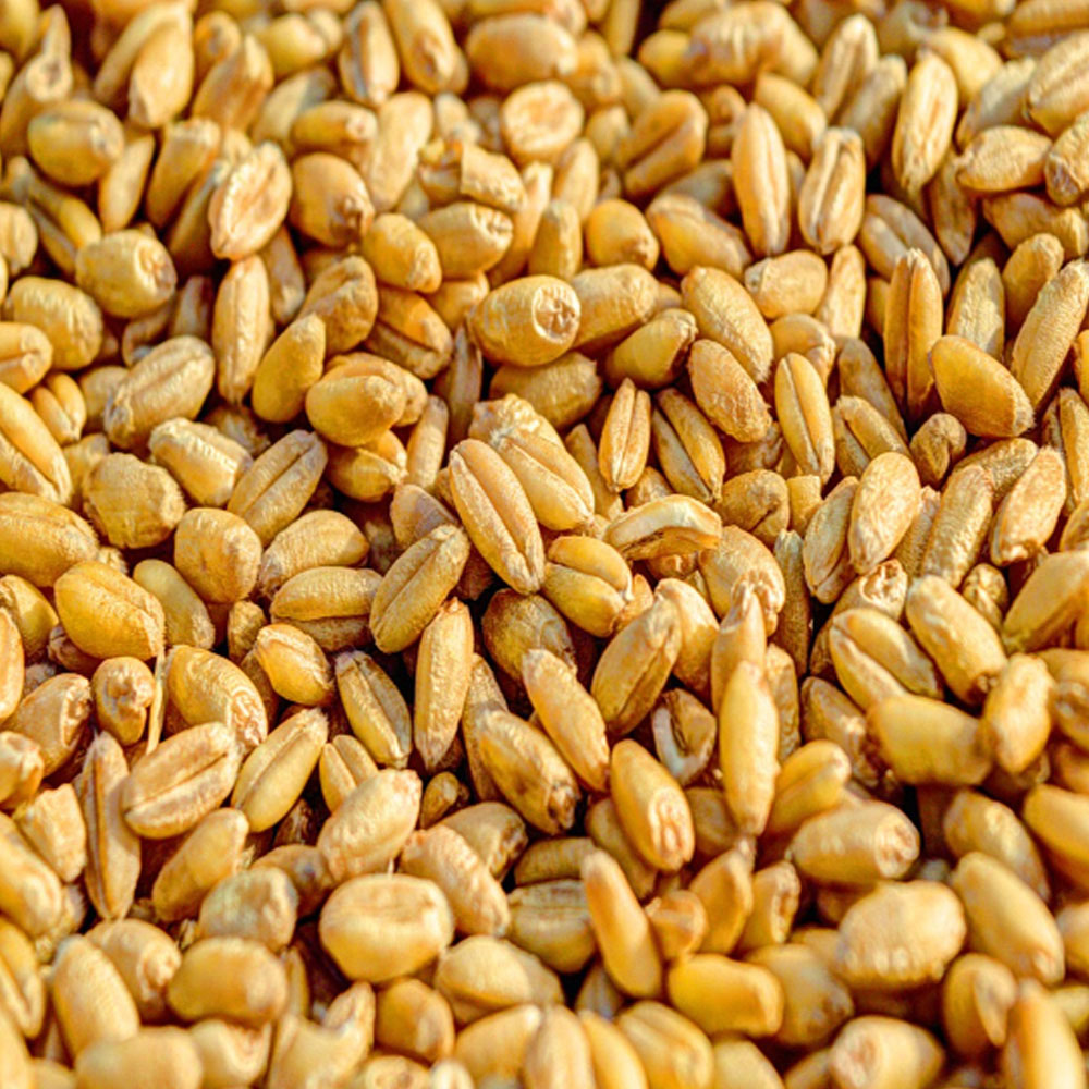 [특품 터키산] 호라산 밀 1kg 2봉