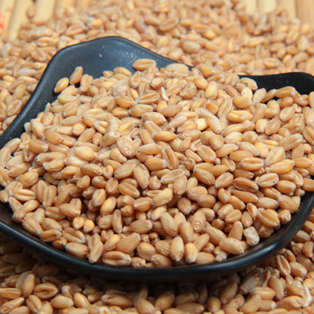 [특품 터키산] 호라산 밀 1kg 3봉