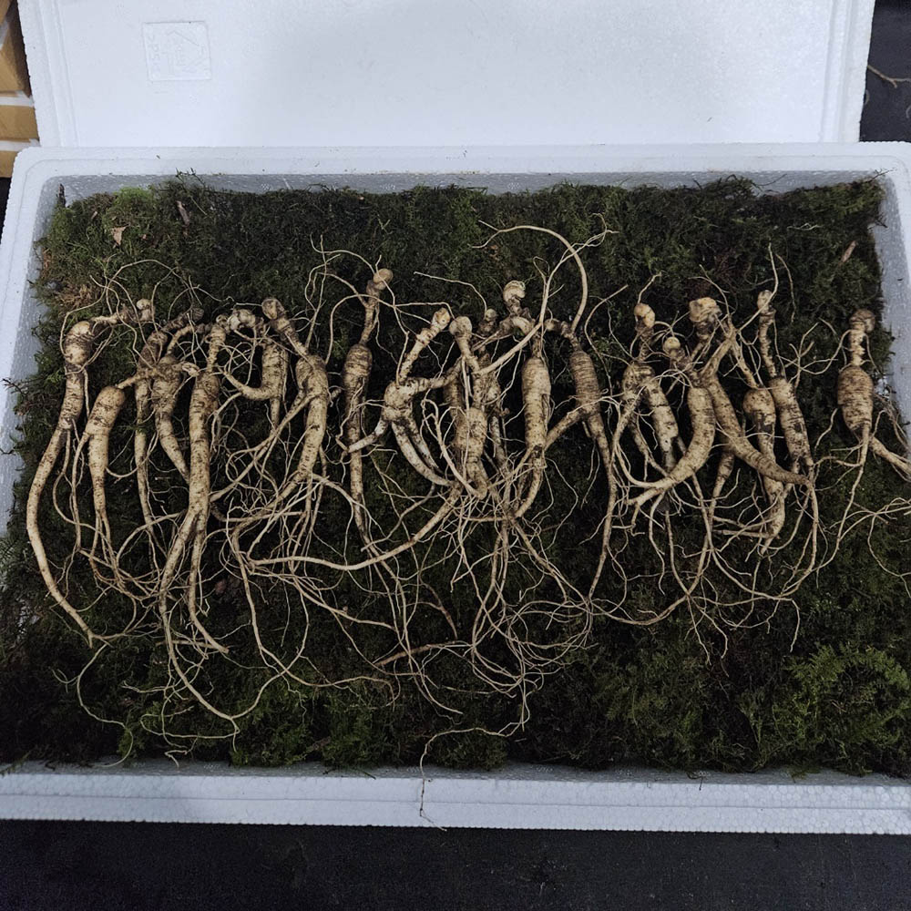 강원도 횡성 8~9년근 소삼 씨삼 못난이 20뿌리