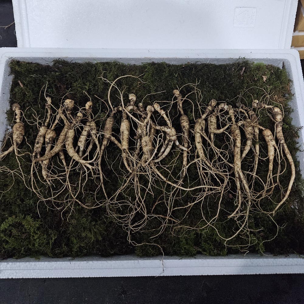 지리산 해발 60미터 5~6년근 씨삼 대자 20뿌리