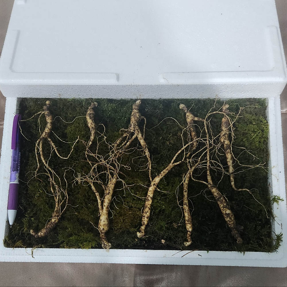 지리산 해발 60미터 5~6년근 씨삼 대자 10뿌리