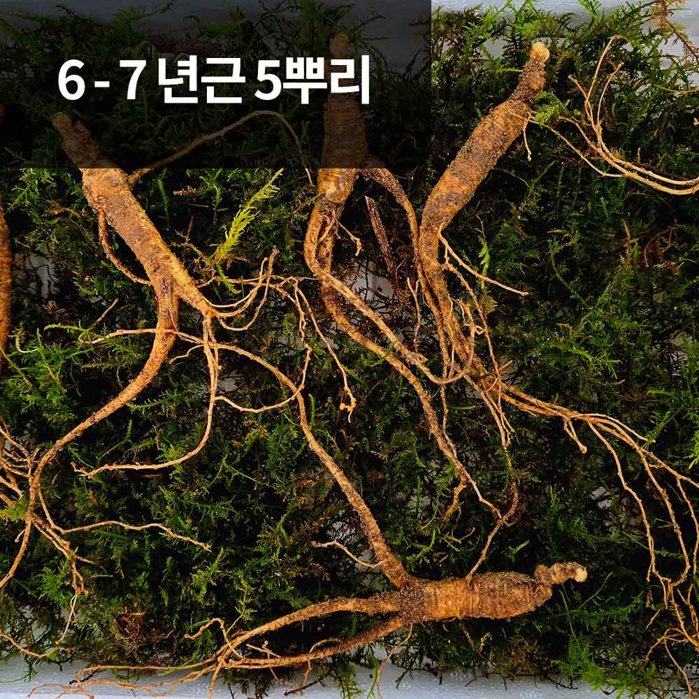 [천생삼농장] 장뇌삼 산양산삼 6 - 7년근 정삼 5뿌리