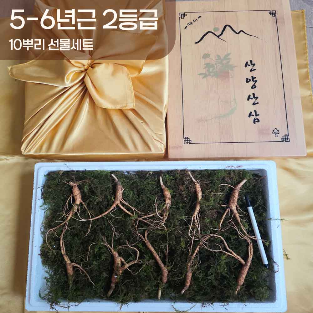 [천생삼농장] 5-6년근 산양산삼 2등급 10뿌리 선물세트 (고급포장+황금보자기)