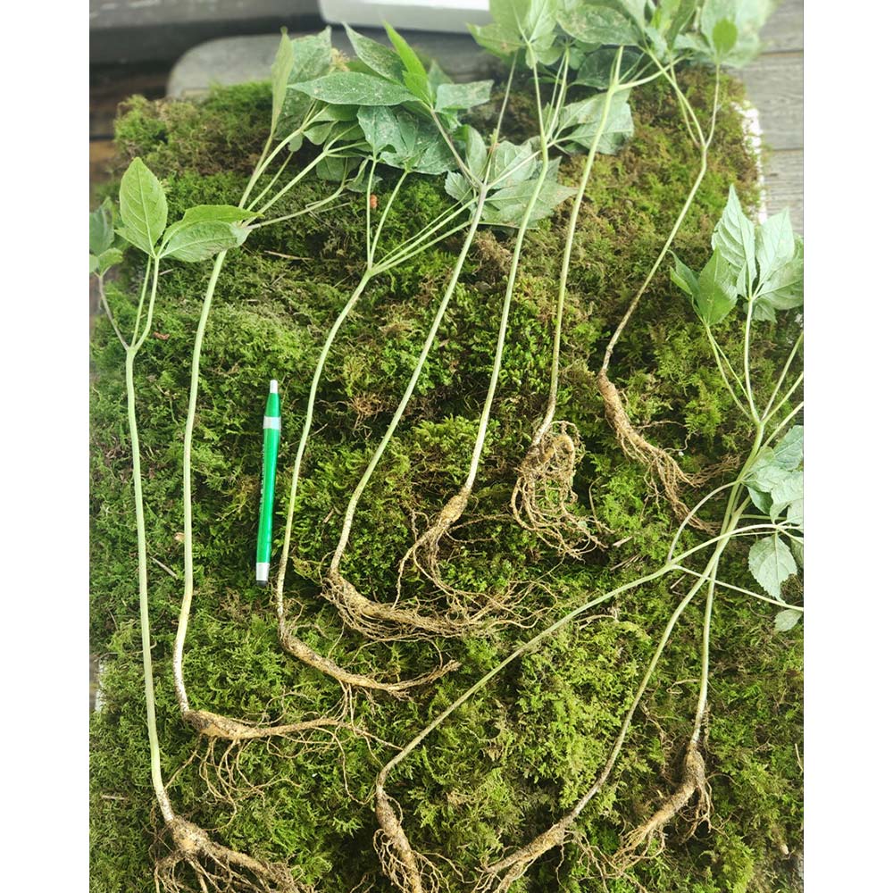 산양산삼 4-5년근 못난이 파지삼 20뿌리