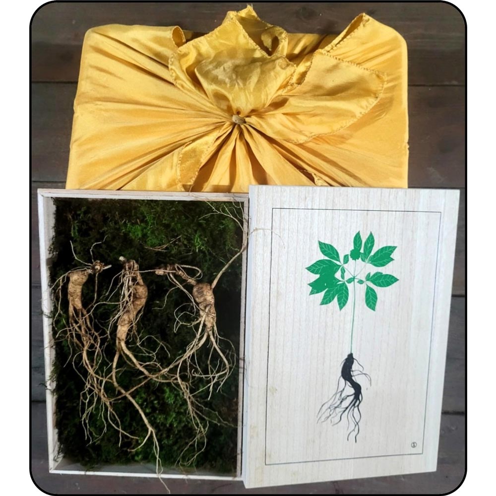 13년근 야생방치삼 선물세트 3뿌리