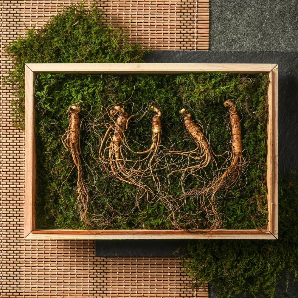 산이키운삼 생삼 7년근 /5뿌리