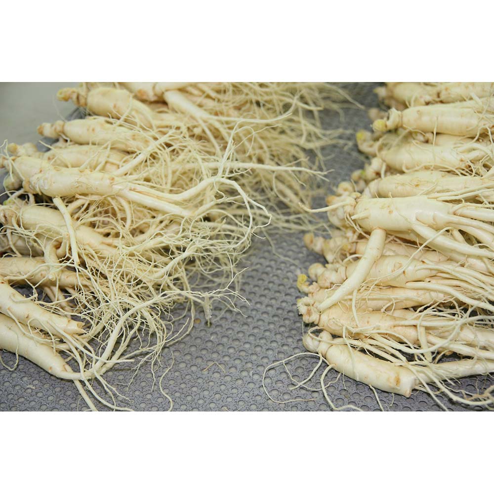 더기다림 리얼 수삼 1kg 가정용 4년근이상 수삼(특상)