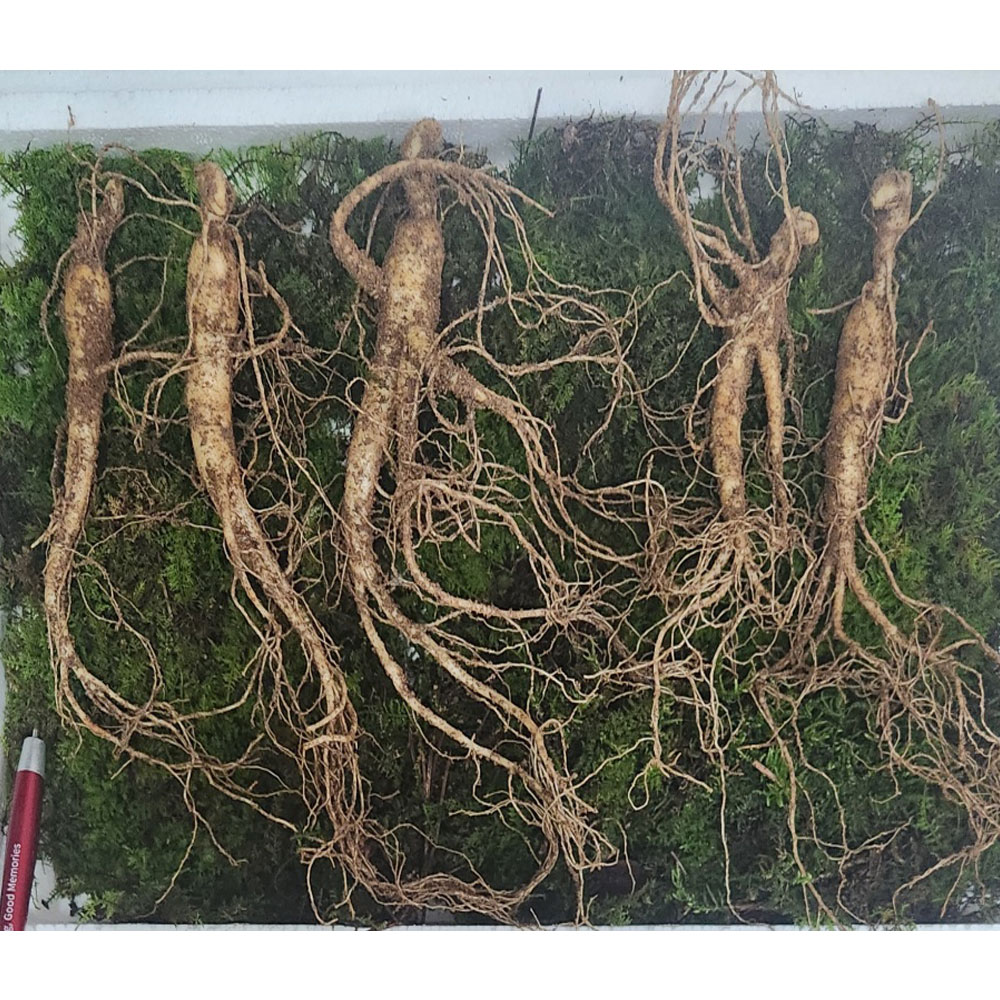 7-8년 산양산삼 특대자 5뿌리 + 6년근 소소삼 파지삼 50그람