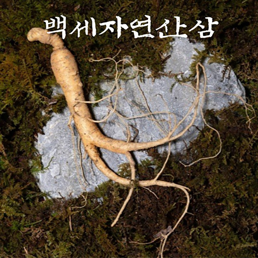 [고급포장] [백세자연산삼] 무농약 설삼 귀하고 먹기편한 강원도 평창 800고지 10년산 한국 토종 야생산양삼 선물세트 5뿌리
