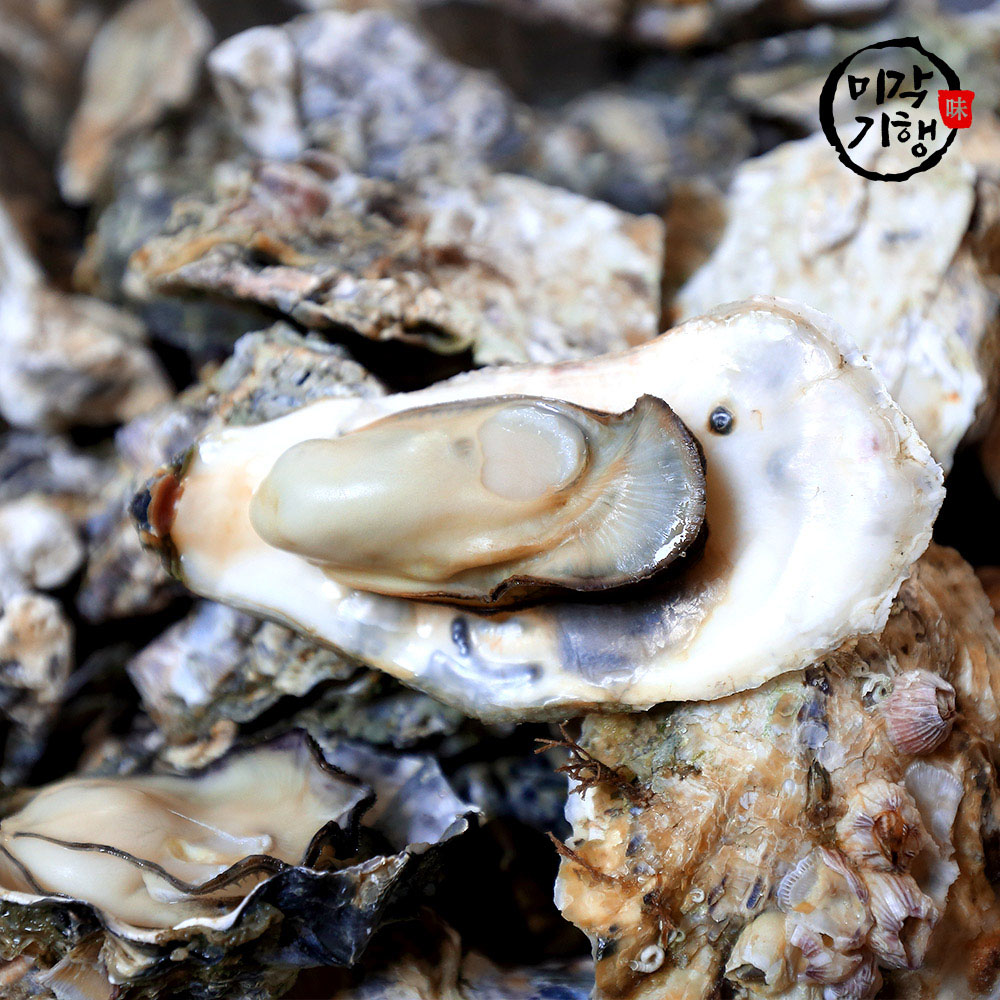 [미각기행] 싱싱하고 신선한 생굴 3kg(빙장포장)
