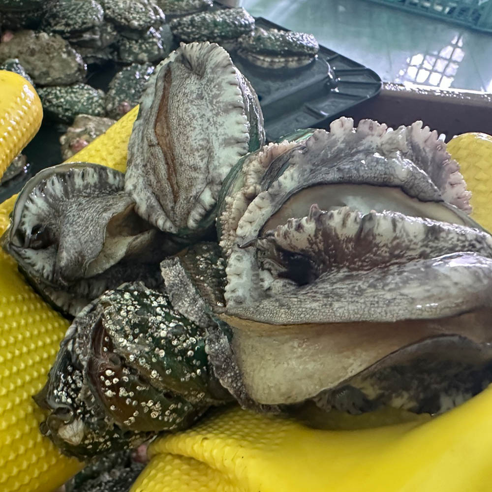 국내산 10-11미 활전복 1kg